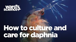 Caring and Culturing for Daphnia [upl. by Kilgore]