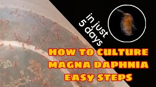 How to Culture Magna Daphnia Easily [upl. by Lavinia]