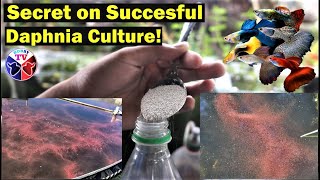 How to Culture Daphnia Successfully [upl. by Sirrep367]