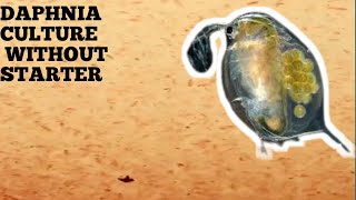 HOW TO CULTURE DAPHNIA NATURALLY WITHOUT A STARTER [upl. by Obed]