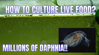 How to Culture Daphnia Secret Method to Breed MILLIONS  Simply Aquatic [upl. by Benedetto]