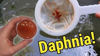 How I Culture Daphnia In Outdoor Tubs [upl. by Novel]