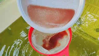 How to culture daphnia  Daphnia culture  How to grow daphnia outdoor [upl. by Irah]