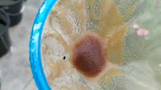 How to culture daphnia moina in a small container Part 1 English Subtitle [upl. by Moser591]