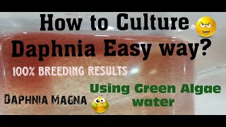 Daphnia MagnaHow to Culture Daphnia Easy wayCulturing Daphnia using Green water Daphnia [upl. by Ase754]