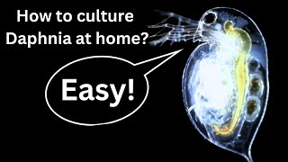 BEST Live Fish Food Beginner guide How to Culture Daphnia at home [upl. by Ahsatsana]