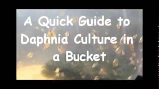 How to culture daphnia outside [upl. by Emoreg]