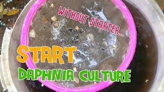 How to culture daphnia moina the easy way 1  Starting the Daphnia culture [upl. by Eidua877]