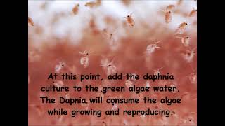 Daphnia  How to grow daphnia in your home [upl. by Trager]