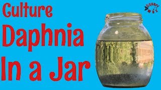 How to Culture Daphnia in a Jar [upl. by Mareah891]