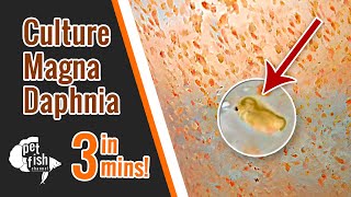 How to culture DAPHNIA MAGNA  The easy way [upl. by Rustin]