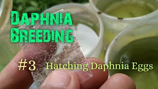 Daphnia Culture made simple and easy 3  Hatching Daphnia eggs [upl. by Zenda408]