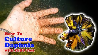 How to Culture Daphnia with ZERO Cost  Unlimited Live Food For Our Fish [upl. by Iridissa918]