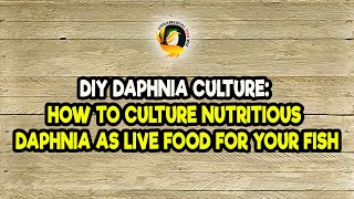 DIY Daphnia Culture How to Culture Nutritious Daphnia as Live Food for Your Fish [upl. by Schoenberg]