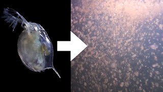 How I Culture Daphnia [upl. by Sorac]