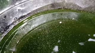 DAPHNIA MOINA CULTURE IN A SMALL BUCKET [upl. by Ytram]