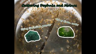 How To Culture Daphnia and Moinas using Green Water Spirulina powder [upl. by Sinoda]