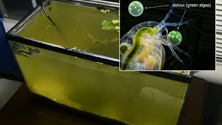 Raising Daphnia for the Freshwater Aquarium [upl. by Aimet]