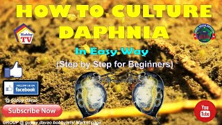 HOW TO CULTURE DAPHNIA In Easy Way [upl. by Neerol]